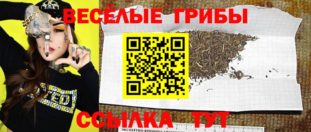 Брянск  хочу наркоту  Вход с VPN  Галлюциногенные грибы Cubensis 